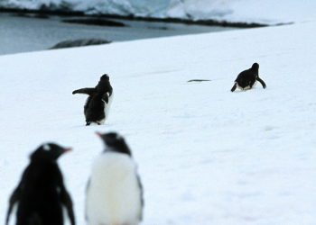 Penguin 3.0 Rolled Out