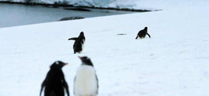 Penguin 3.0 Rolled Out
