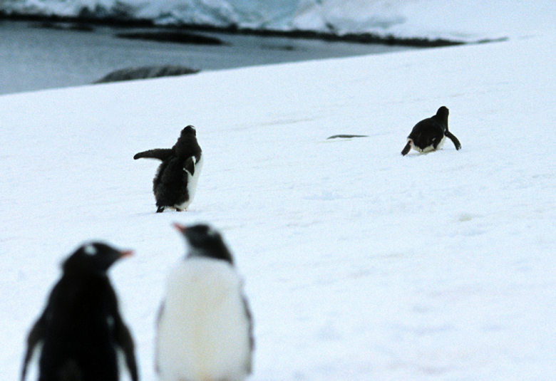 Penguin 3.0 Rolled Out
