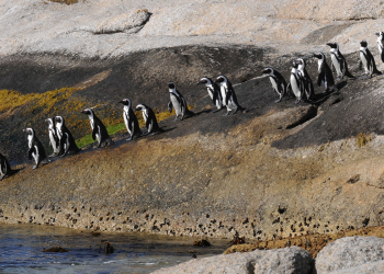 The-march-of-the-Penguin-hero-image