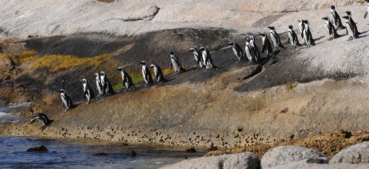 The-march-of-the-Penguin-hero-image