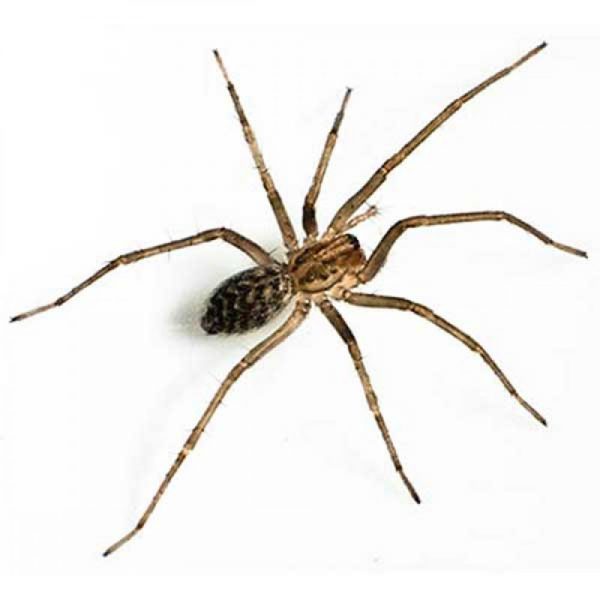 Giant-House-Spiders-web-1000x1000